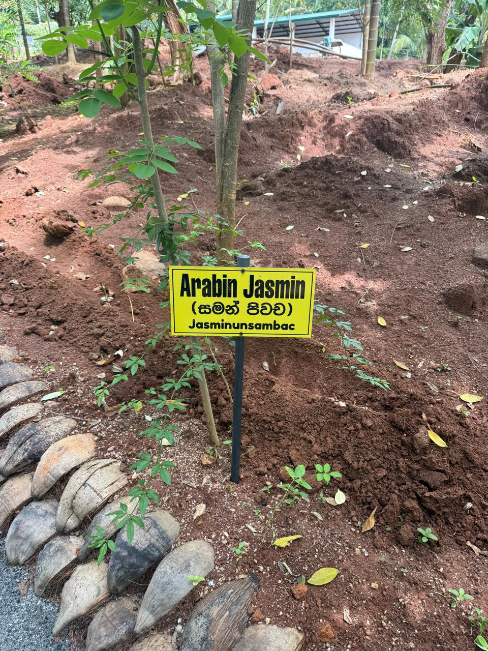 Botanical Plant: Arabin Jasmin (Saman Pichcha)